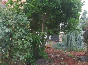 Bush Trimming by Jeffrey Preece for Anthony Q. in Beaverton, OR