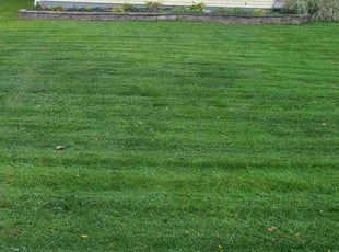 Imran S.'s Lawn Mowing service result