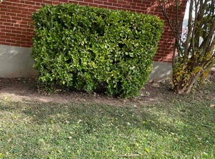 Bush Trimming by Jerry Fleet for Angela L. in Catonsville, MD