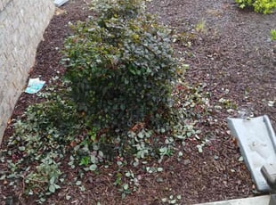 Bush Trimming by Jaime Caraballo for Devina c. in Loganville, GA