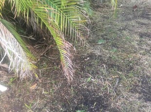 Cleanups by Richard Deas for Michael P. in Sunrise, FL