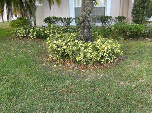 Bush Trimming by Genet Rena for Mary P. in Orlando, FL