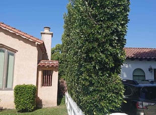 Bettsie B.'s Bush Trimming service result