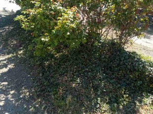 Bush Trimming by Fu Cook for Elton G. in Littlerock, CA