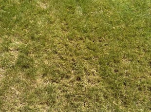 Weeding by Maurice Washington for Erin S. in DeSoto, TX