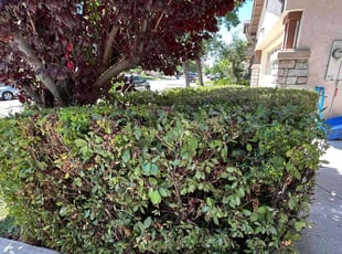 Charles H.'s Bush Trimming service result
