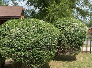 Bush Trimming by Jessie Revilla Sanchez for Cassandra E. in Oklahoma City, OK