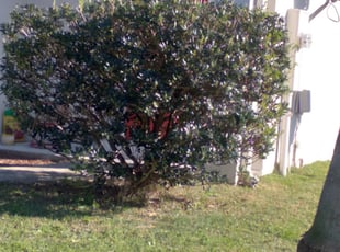 Bush Trimming by Thimothy Smith for Jesssica D. in Jacksonville, FL