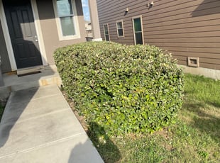 Bush Trimming by Guadalupe Casas Perales for Chris K. in San Antonio, TX