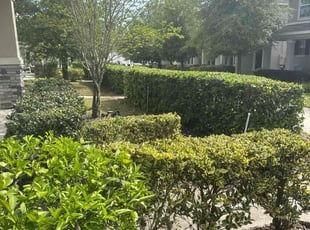 Bush Trimming by M&C Lawn Pro Services, LLC for Luiz V. in Winter Garden, FL