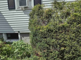 Bush Trimming by Matthew Spinelli for Celina J. in Stratford, CT