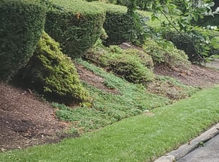 Weeding by Brandon Morris for Rosalind J. in Pittsburgh, PA