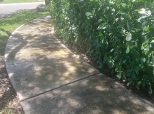 Bush Trimming by Kenneth White for Firas L. in Fort Lauderdale, FL