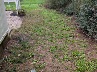 Cleanups by Alan Cortes for Cherrita M. in Charlotte, NC