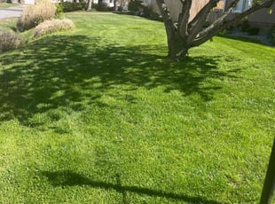Kevin L.'s Lawn Service service result