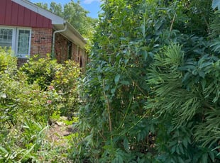 Bush Trimming by Nelly Arredondo for Mary O T. in Alexandria, VA