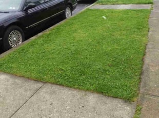 Mai D.'s Lawn Mowing service result