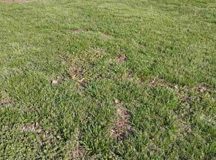 Taylor P.'s Lawn Maintenance service result