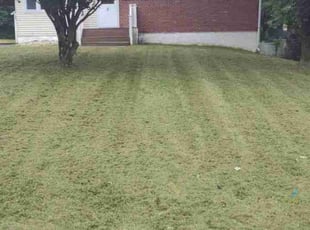 Trang T.'s Lawn Service service result