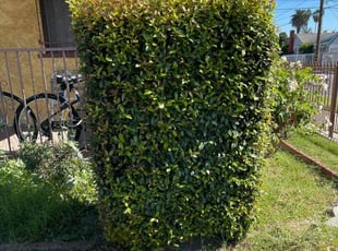 Bush Trimming by Rossie Kao for Craig S. in Compton, CA