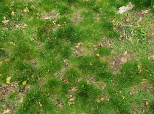 Leaf Removal by Sheldon Thomas for Kingsley F. in Manchester, CT