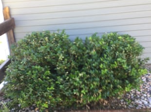 Bush Trimming by Gus Keiley for Jess Q. in Colorado Springs, CO