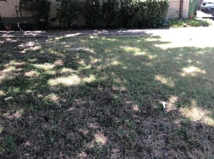 Bush Trimming by Johnny Cox for Amy Y. in Fort Worth, TX