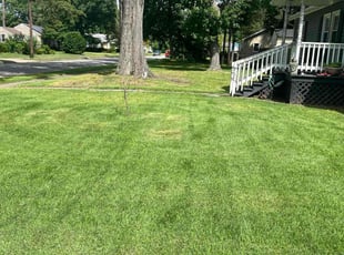 Davel M.'s Grass Cutting service result