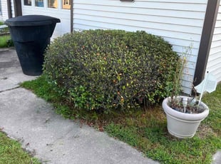 Bush Trimming by Valera Swearngin for Cheryl H. in Virginia Beach, VA