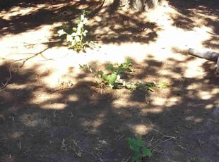 Leaf Removal by Robert Marsico for April C. in Portland, OR