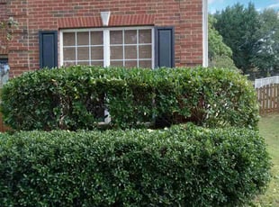 Bush Trimming by Josh Keravuori for Laura M. in Greenville, SC