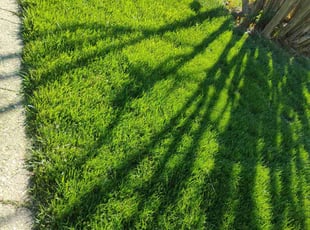 Shalom A.'s Yard Cutting service result