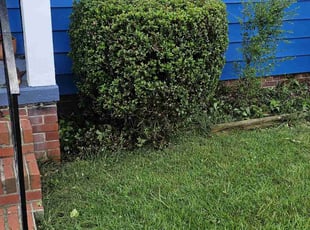 Mary M.'s Bush Trimming service result