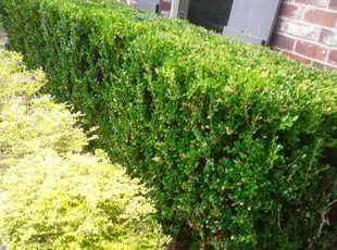 Bush Trimming by Robert Collins for Alexander H. in Mandeville, LA