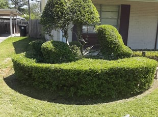 Bush Trimming by Gary Allen for Mike J. in New Orleans, LA