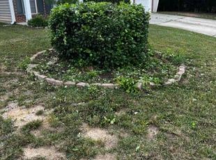 Bush Trimming by Dominque Medlin for Chad B. in Cary, NC