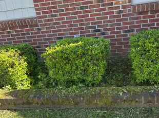Bush Trimming by Martin Stovall for Vernard R. in Suffolk, VA