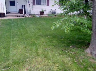Yoni S.'s Yard Cutting service result