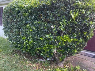 Bush Trimming by Joshua Bowles for Kabory B. in Covington, GA