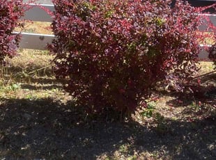 Bush Trimming by Darien Savoie for Ron A. in Federal Way, WA