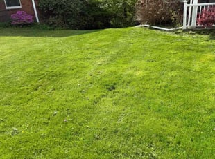 Shannon M.'s Yard Cutting service result