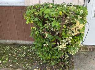 Bush Trimming by Steven Moreira for Rhonda Gale T. in Virginia Beach, VA