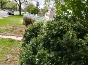 Bush Trimming by Hellen Seon for Jocelyn M. in Minneapolis, MN