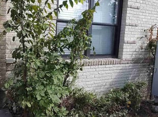 Denise Y.'s Bush Trimming service result
