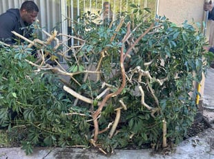 Bush Trimming by Earl Miller for Eric K. in San Diego, CA