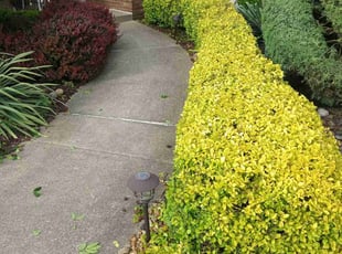 Bush Trimming by Daniel Burton for JB T. in Orland Park, IL