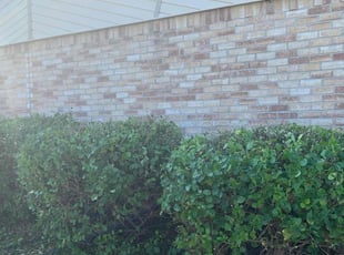 Bush Trimming by Christopher Henderson for Larry M. in Fort Worth, TX
