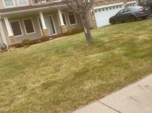 Leaf Removal by Jackie Lindfors for Mike P. in Minneapolis, MN