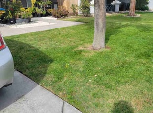 Randy M.'s Lawn Care service result
