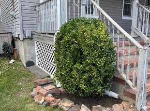 Bush Trimming by Luis Lopez Hernandez for Teresa M. in Matawan, NJ